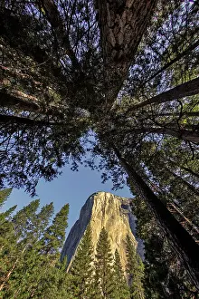Sierra: El Capitan through pine trees, Yosemite National