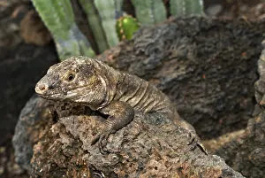 Hierro: El Hierro Giant lizard (Gallotia simonyi), emdenic