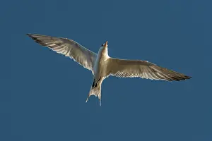 Guajira: El Santuario de Fauna y Flora los Flamencos, Guajira