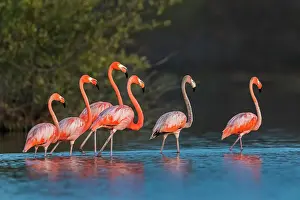 Guajira: El Santuario de Fauna y Flora los Flamencos, Guajira