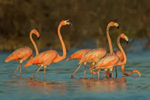 Guajira: El Santuario de Fauna y Flora los Flamencos, Guajira