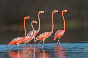 Guajira: El Santuario de Fauna y Flora los Flamencos, Guajira