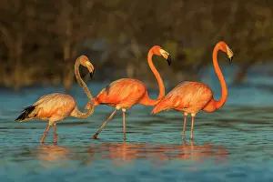 Guajira: El Santuario de Fauna y Flora los Flamencos, Guajira