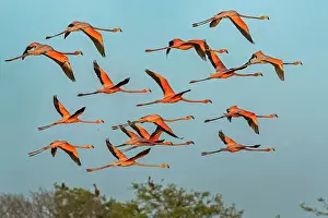 Guajira: El Santuario de Fauna y Flora los Flamencos, Guajira