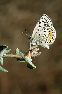Blues: El Segundo Blue Butterfly