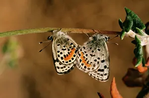 Blues: El Segundo Blue Butterfly - mating pair