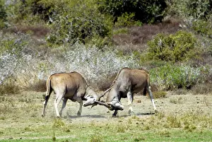 Eland: Eland - bulls fights - antlers entangled