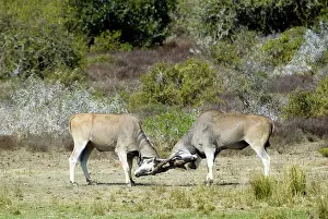 Eland: Eland - bulls fights - horn tangling