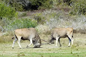 Eland: Eland - bulls fights - horn tangling