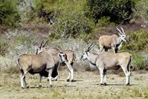 Eland: Eland - congregating by water