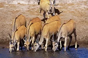 Eland: ELAND - herd drinking