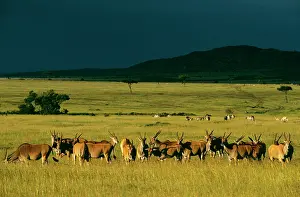 Eland: Eland - herd in savanna landscape in pre-storm