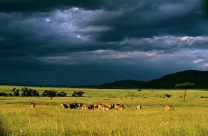 Eland: Eland - herd in savanna landscape in pre-storm