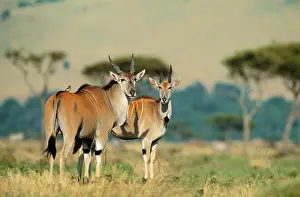 Eland: ELAND - two males