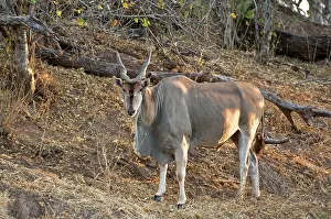 Eland: Eland - standing on bank of dry river