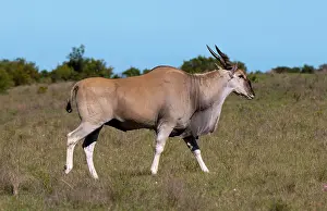 Eland: Eland (Taurotragus oryx), Kariega Game Reserve