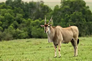 Eland: Eland (Taurotragus oryx) Kenya's largest