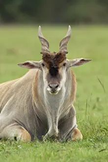 Eland: Eland (Taurotragus oryx) Kenya's largest
