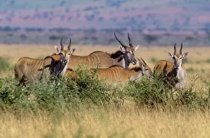 Eland: Eland