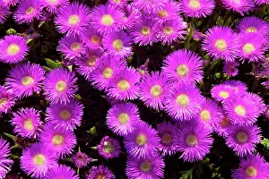 Sally: Elands Sourfig / Elandssuurvy / Hottentot Fig Flowers