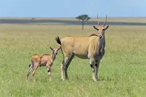 Oryx: Elands (Taurotragus oryx) antelope, with young
