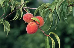 Ripening: Elberta Peaches