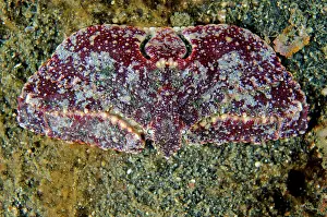 Retak: Elbow Crab on black sand Retak Larry dive site