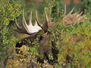 Einem: Elchbulle hinter einem Busch versteckt Elchbulle