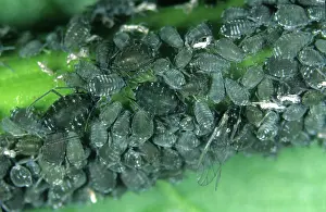 Aphis: Elder aphid