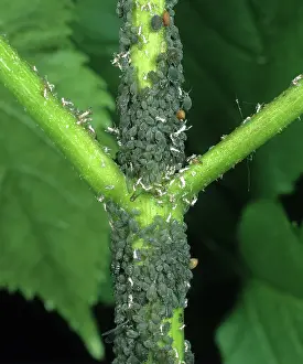 Aphis: Elder Aphid infestation