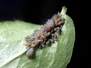 Lice: Elder aphids (Aphis sambuci), brownish colour variant