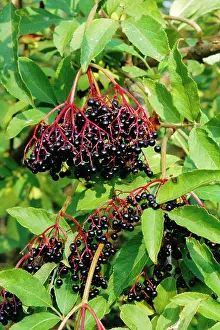 Sambucus: ELDER BERRIES
