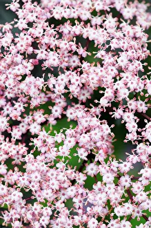 Sambucus: Elder, Black Elder, Sambucus nigra Eva, Mass of tiny pink