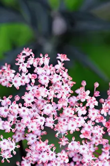 Sambucus: Elder, Black Elder, Sambucus nigra Eva, Mass of tiny pink