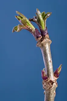 Sambucus: Elder branch