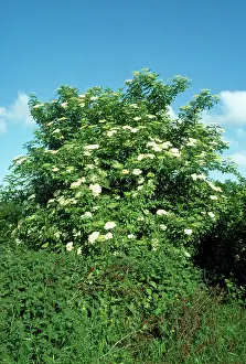 Elders: Elder - in flower