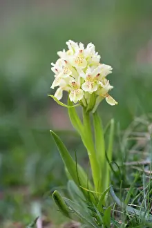 Sambucina: Elder Flowered Orchid