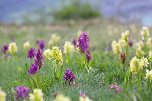 Dactylorhiza: Elder Flowered Orchid