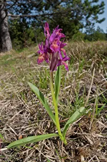 Dactylorhiza: Elder-flowered Orchid