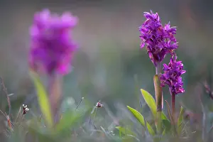 Flowered: Elder-flowered Orchid