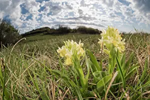 Flowered: The elder-flowered orchid (Dactylorhiza sambucina)