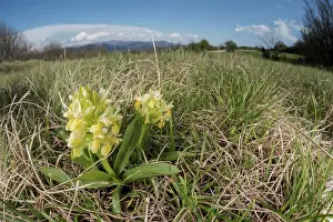 Flowered: The elder-flowered orchid (Dactylorhiza sambucina) growing i