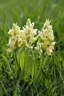 Dactylorhiza: Elder-flowered orchid - Group of three