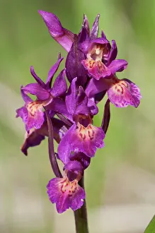Dactylorhiza: Elder-flowered Orchid inflorescence particular