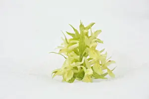 Piano: Elder-flowered Orchid in the snow Grande piano
