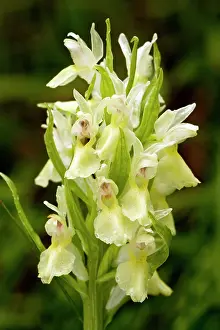 Sambucina: Elder-flowered Orchid - yellow form
