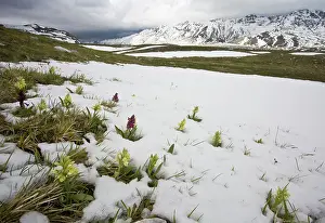 Sasso: Elder-flowered Orchids pushing through late snow