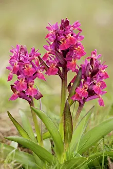 Sambucina: Elder-flowered orchids, red form
