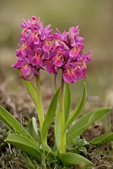 Sambucina: Elder-flowered orchids, red form