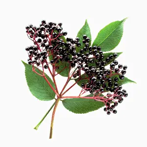 Sambucus: Elder